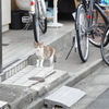 近所の外飼い猫～今年生まれ