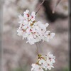 万代池の桜