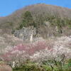 以前のブログから「湯河原の幕山の梅林へ」