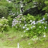 まだ綺麗に咲いている紫陽花（アジサイ）