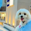 犬と買い物できる みのおキューズモールの無印良品へ