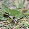 みんなの人気者「アマガエル（雨蛙）
