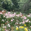 屋上の鳩糞被害　植物園に散歩　「汚い爆弾」って？