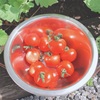 灼熱の8月のミニトマト収穫と体感温度の違いについて。