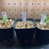 パキポディウム・デンシフローラム(Pachypodium Densiflorum seeding)実生記録①