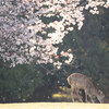 奈良公園へ桜と鹿を探しに行く