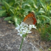 Lycaena phlaeas　ベニシジミ