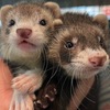かわいいチンチラ♪