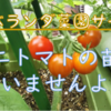 【ベランダ菜園】苗を買わずにミニトマトを育てましょ！