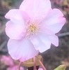 紹介：サクラサクポカポカ陽気公園小橋の小彼岸桜ですよ