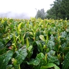 一晩でも大きく変化する　二番茶芽の生育状況