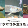 【アクアリウム入門】ポリプテルス混泳成功事例と実例に学ぶ理想のタンクメイト選び〜初心者でも楽しめる多層共存〜