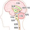   【基礎から学ぶ】脳の概要【解剖生理学】