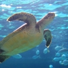 フォト・ライブラリー(394)須磨水族園