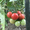 ミニトマトとなす収穫