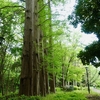 つくば公園通り散歩２　つくば国際会議場〜赤塚公園