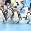 【のとじま水族館】ペンギンのお散歩がかわいすぎる。