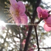 母と母～♪花束を君に　宇多田ヒカル～ゆきより