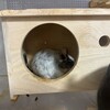 しろごまあん838日目