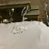 雪が降りました！