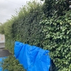 庭の植物⑥ どんぐりの木