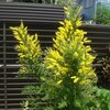 庭の花々をご覧ください