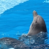 目先の稼ぎより水族館