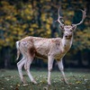 精神世界に必要な形質とは