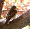 日本　文殊の森公園のキビタキのメス