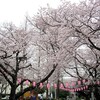 桜！　サクラ！　Sakura！