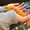 ペット飼うかも🦎