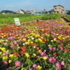 神原町花の会・花美原会 (147 )    花畑の朝夕の見守り