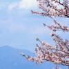 桜と鰻