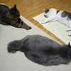 出会いと日常と別れ