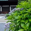 東福寺の本堂の東に咲く紫陽花。