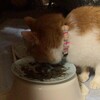 ねこ写真（動画）#215