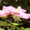 フヨウ（芙蓉）さん