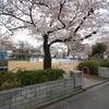 近所の公園の桜は満開ですが、、、、、