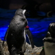 すみだ水族館のペンギンを見分けたい