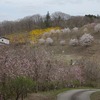 2026.4.9　山森沢 桃源の里～豊国酒造～棚倉城公園～cafeBond141