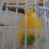 インコの不思議な鳴き方〜こいちゃん〜