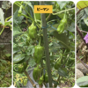 庭で夏野菜 119　【オクラ、ピーマン、秋ナス】