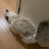 ふくちゃんが山用のスタッフバッグに乗ったこと