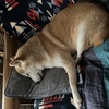 あほなわたし
