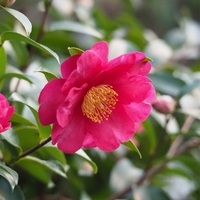 今日ものんびりと。