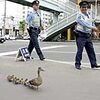 マガモ親子、“厳戒”行進