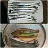 サヨリ釣り🎣