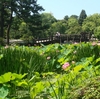 鶴舞公園―紅葉編