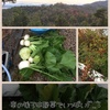野菜の収穫期f^_^;