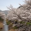 兵庫県丹波市）JR福知山線柏原駅、柏原川の桜堤。八分咲き（？）、きれい。